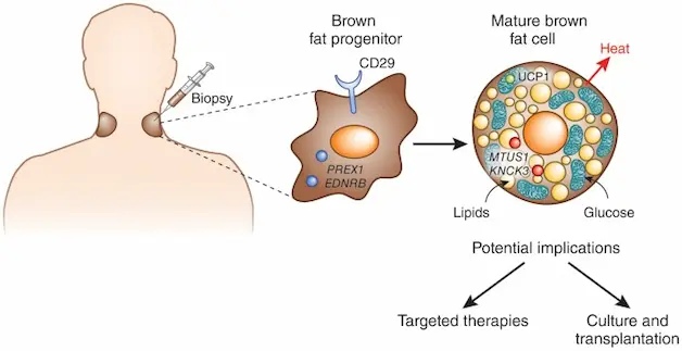 Brown Fat ActivationInnovative Medical Wellness